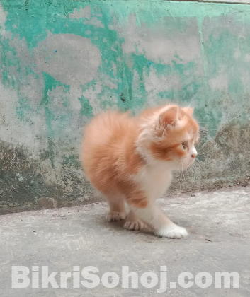 Persian cat female